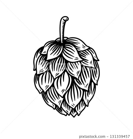 illustration of beer hop in engraving style. Design element for poster, label, sign, emblem, menu. Vector illustration illustration of beer hop in engraving style. Design element for poster, label, sign, emblem, menu. Vector illustration 131339457
