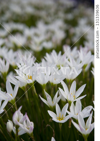 White flowers of autumn zephyrlily are in bloom in the park. The scientific name is Zephyranthes candida. 131339636