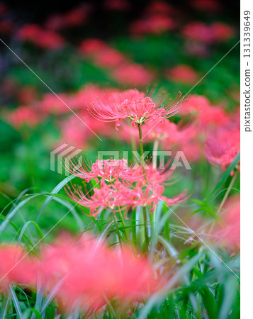 土佐山群孤挺花 131339649