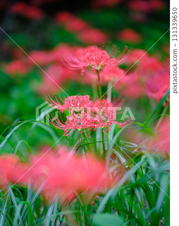 Cluster amaryllis of Mount Tosa 131339650
