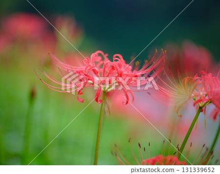 Cluster amaryllis of Mount Tosa 131339652