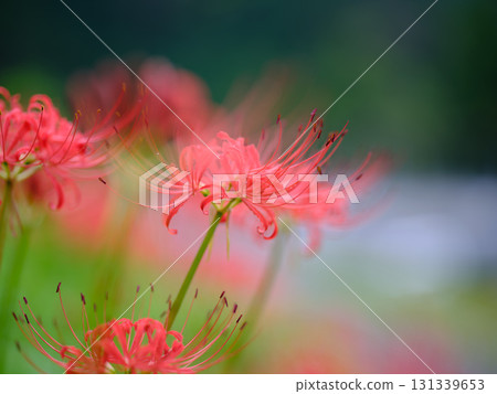 Cluster amaryllis of Mount Tosa 131339653