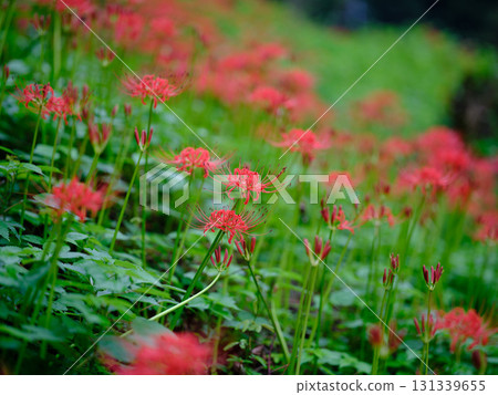 Cluster amaryllis of Mount Tosa 131339655