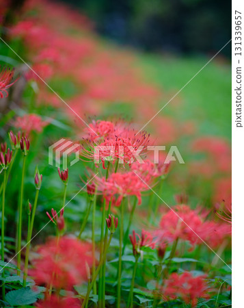 Cluster amaryllis of Mount Tosa Cluster amaryllis of Mount Tosa 131339657