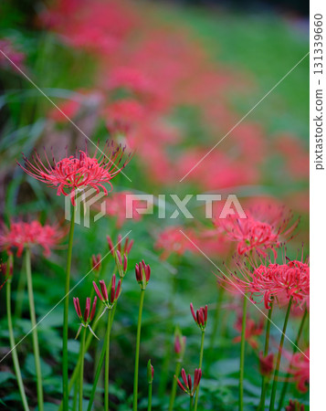 Cluster amaryllis of Mount Tosa 131339660