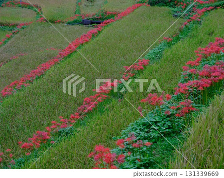 Cluster amaryllis of Mount Tosa 131339669