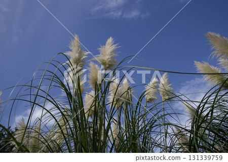藍天下，蒲葦草穗搖曳。 131339759