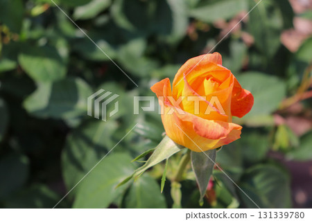 Bright orange rose buds 131339780