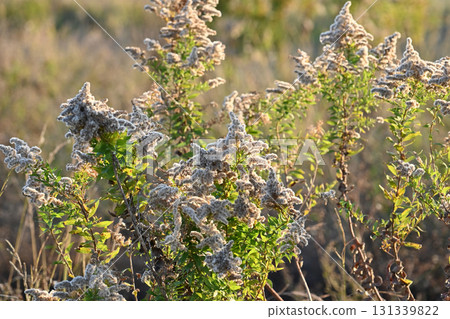 Golden rod - also suitable for land and real estate Golden rod - also suitable for land and real estate 131339822