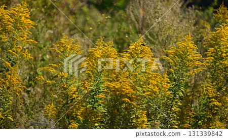 金桿 - 也適用於土地和房地產 131339842