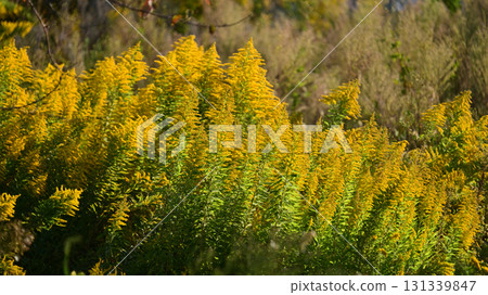 Golden rod - also suitable for land and real estate 131339847