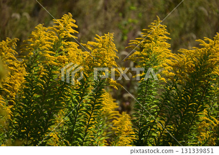 金桿 - 也適用於土地和房地產 131339851