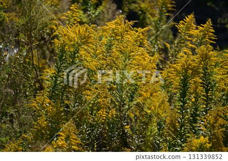 金桿 - 也適用於土地和房地產 金桿 - 也適用於土地和房地產 131339852