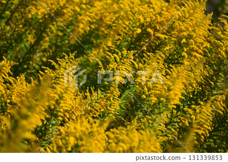 金桿 - 也適用於土地和房地產 131339853