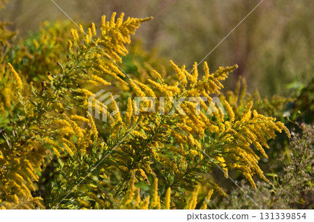 金桿 - 也適用於土地和房地產 131339854