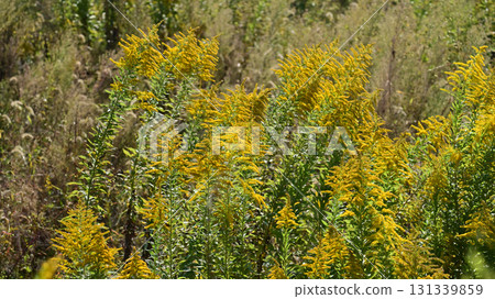 金桿 - 也適用於土地和房地產 131339859