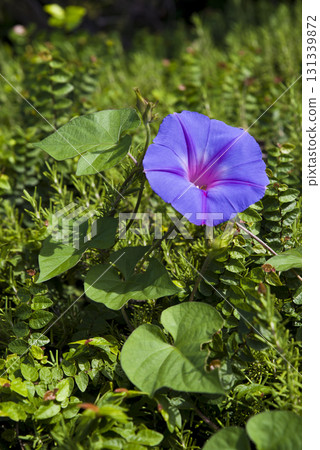 Morning glory flowers are blooming in the park 131339872