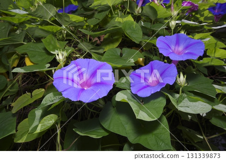 Morning glory flowers are blooming in the park 131339873