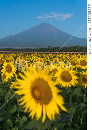 富士山和向日葵 131339959