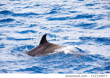 Wild dolphins swimming with their dorsal fins and heads above the water in Fuerteventura, Canary Islands Wild dolphins swimming with their dorsal fins and heads above the water in Fuerteventura, Canary Islands 131339973