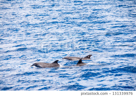 Wild dolphins swimming with their dorsal fins and heads above the water in Fuerteventura, Canary Islands 131339976