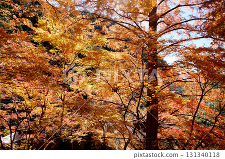 Autumn leaves near Toshogu Shrine, Shinshiro City, Aichi Prefecture, December 2024 Autumn leaves near Toshogu Shrine, Shinshiro City, Aichi Prefecture, December 2024 131340118