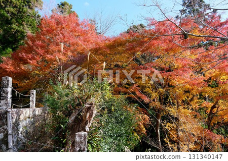 Autumn leaves at Horaiji Temple, Shinshiro City, Aichi Prefecture, December 2024 131340147