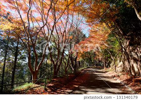 Shinshiro City, Aichi Prefecture, Autumn leaves on the approach to Horaiji Temple 1, December 2024 131340179