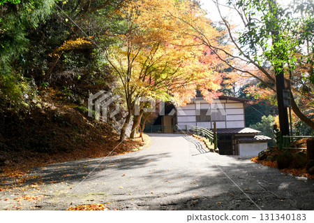 愛知縣新城市 鳳來寺參道的紅葉 2024年12月5日 131340183