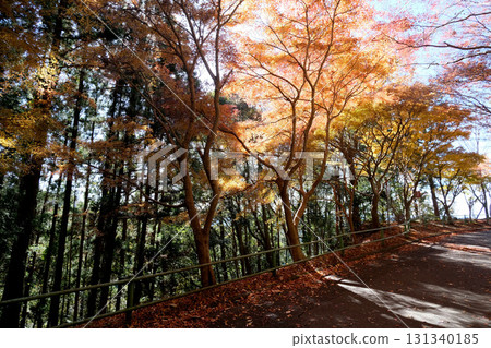 Shinshiro City, Aichi Prefecture, Autumn leaves on the approach to Horaiji Temple 7, December 2024 131340185
