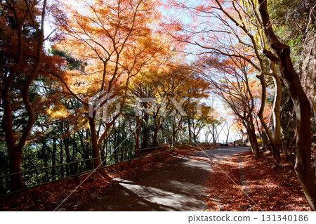 Shinshiro City, Aichi Prefecture, Autumn leaves on the approach to Horaiji Temple 8, December 2024 131340186