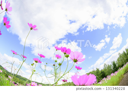 盛開的波斯菊（魚眼鏡頭） 131340228