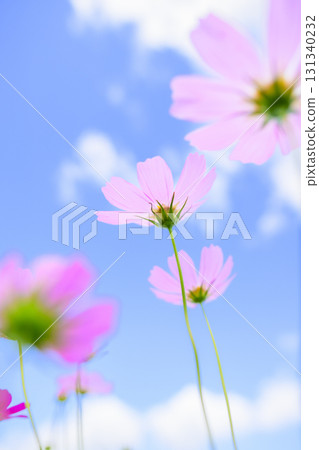 Cosmos in full bloom and blue sky (soft tone due to special photography) 131340232