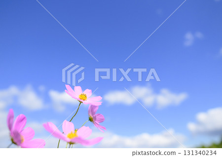 Cosmos in full bloom and blue sky (soft tone due to special photography) 131340234