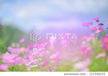 Cosmos in full bloom (soft tone due to special photography) Cosmos in full bloom (soft tone due to special photography) 131340235