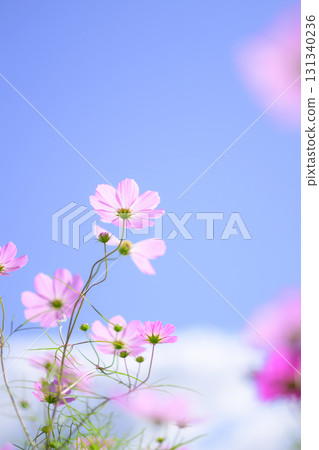 Cosmos in full bloom and blue sky (soft tone due to special photography) 131340236