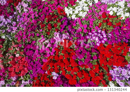 Madagascar periwinkle flowers are blooming in the park. The scientific name is Catharanthus roseus. Madagascar periwinkle flowers are blooming in the park. The scientific name is Catharanthus roseus. 131340244