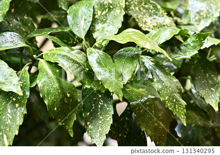 日本金葉珊瑚（有水滴） 131340295