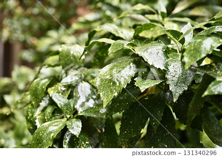 日本金葉珊瑚（有水滴） 131340296