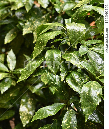 日本金葉珊瑚（有水滴） 131340301