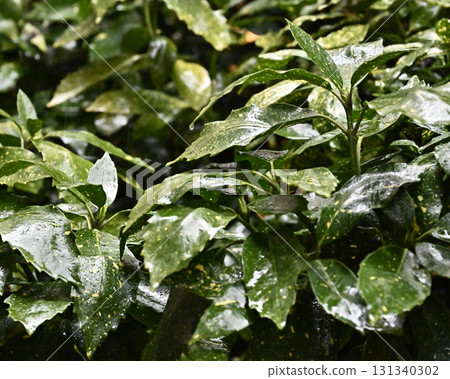 Aucuba japonica (with water droplets) 131340302