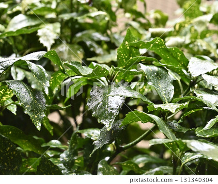 日本金葉珊瑚（有水滴） 131340304