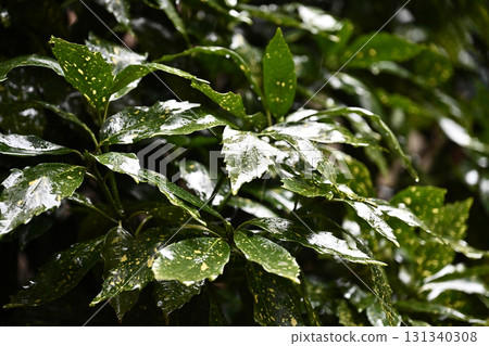 Aucuba japonica (with water droplets) 131340308
