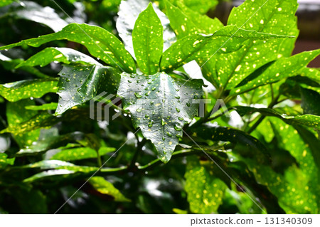 Aucuba japonica (with water droplets) Aucuba japonica (with water droplets) 131340309