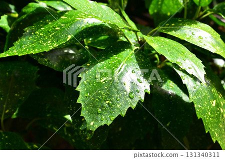 日本金葉珊瑚(有水滴) 日本金葉珊瑚(有水滴) 131340311