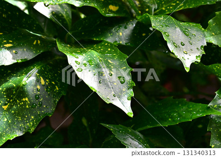 日本金葉珊瑚（有水滴） 131340313