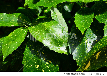 日本金葉珊瑚(有水滴) 日本金葉珊瑚(有水滴) 131340317