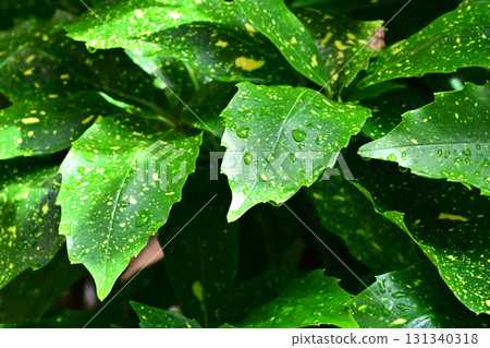 日本金葉珊瑚(有水滴) 日本金葉珊瑚(有水滴) 131340318