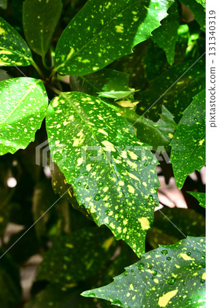 日本金葉珊瑚(有水滴) 日本金葉珊瑚(有水滴) 131340319