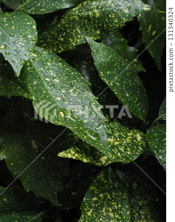 Aucuba japonica (with water droplets) 131340324